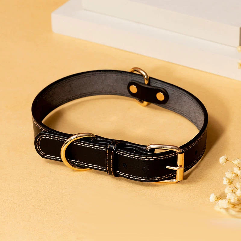 Collier et laisse